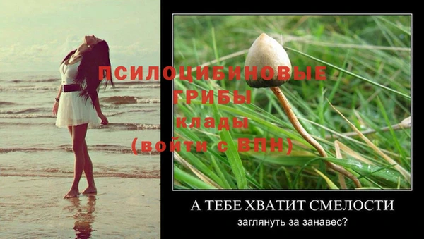 сатива Карпинск